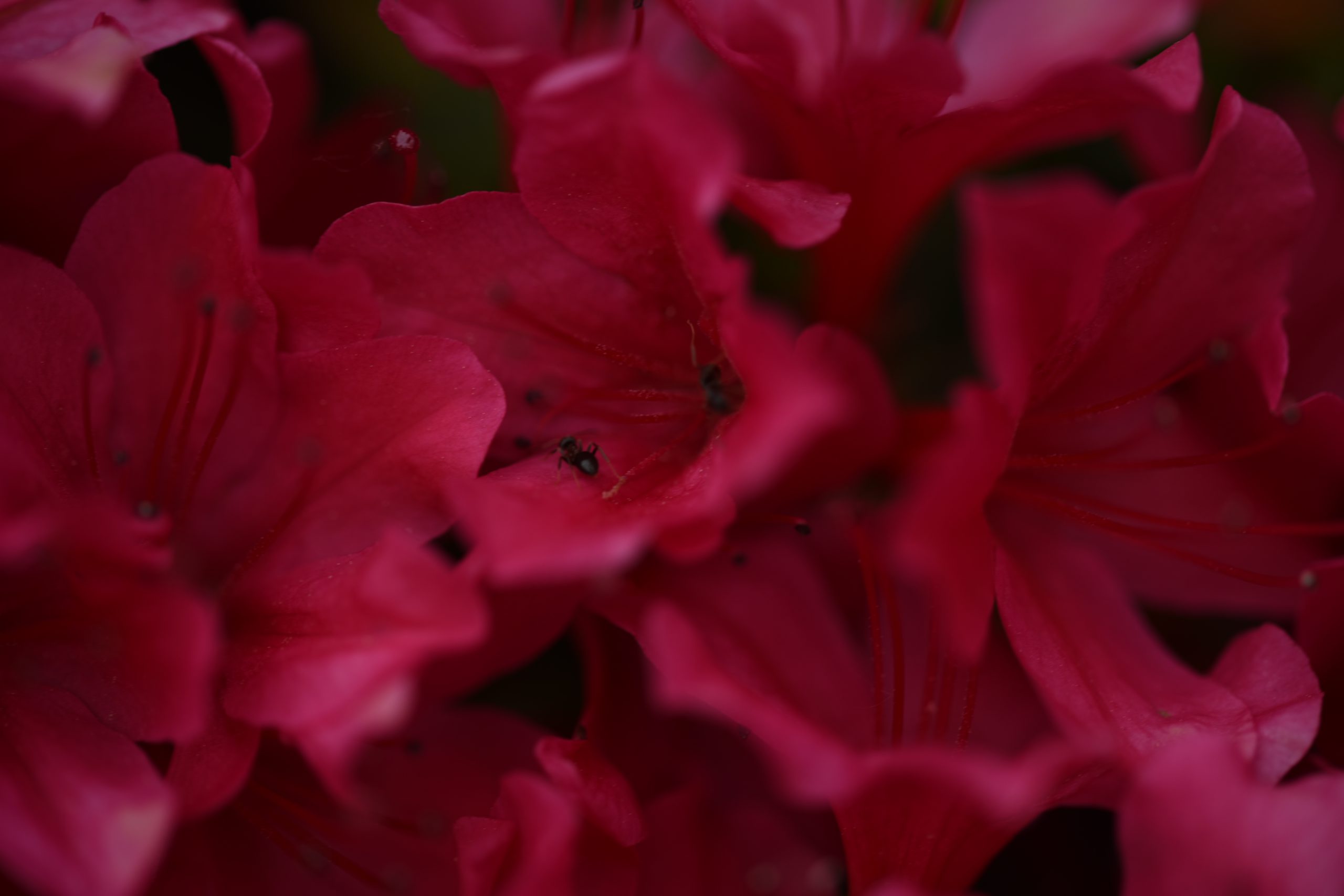 Blumen Ameise