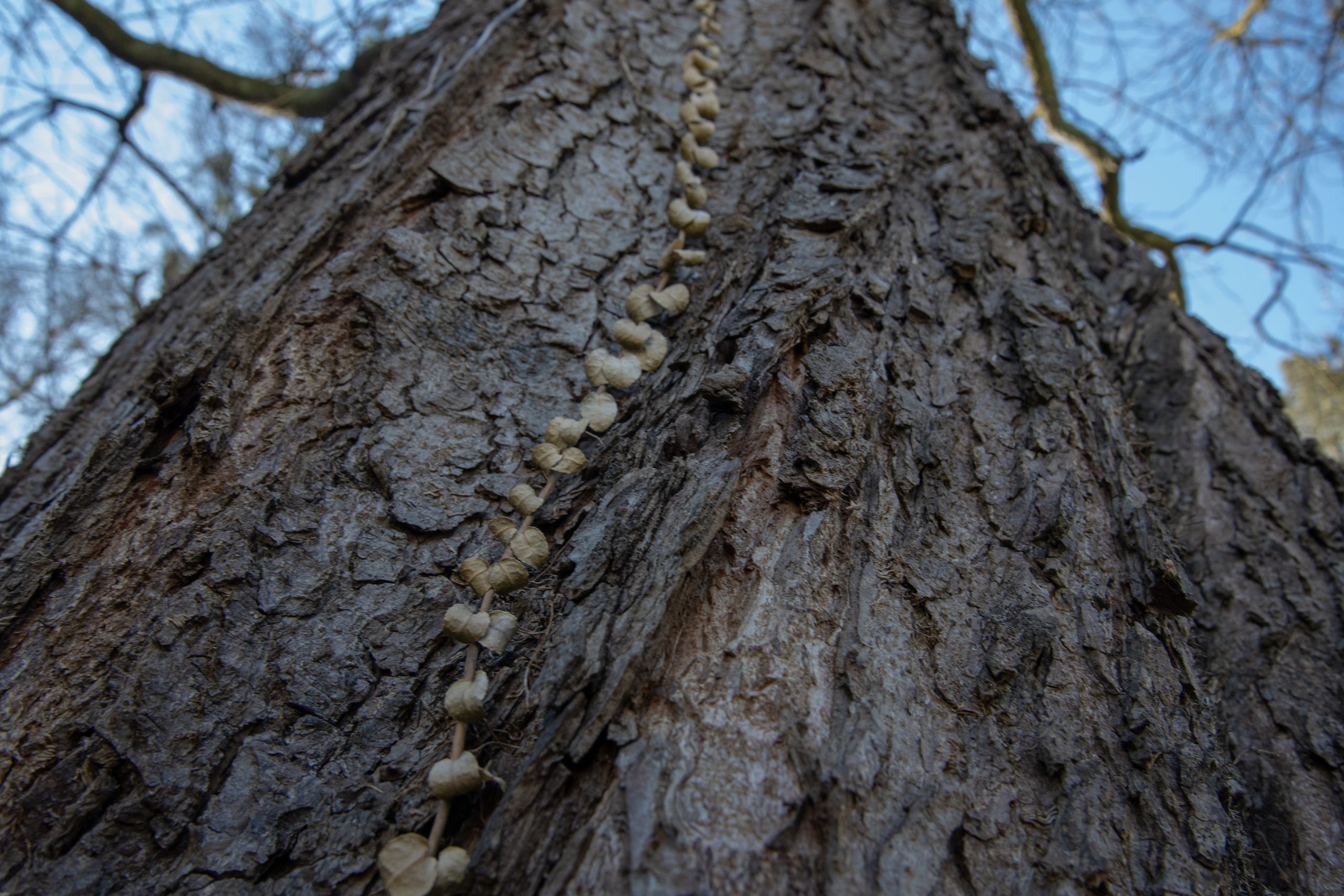 baum Kopie