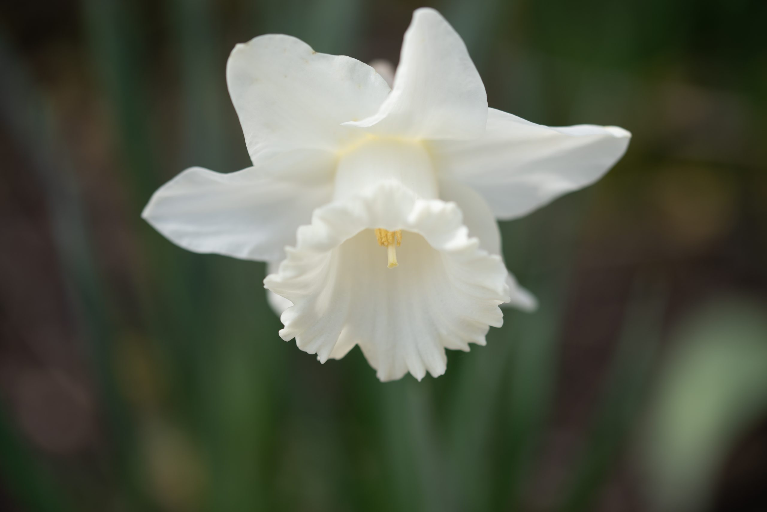 blume
