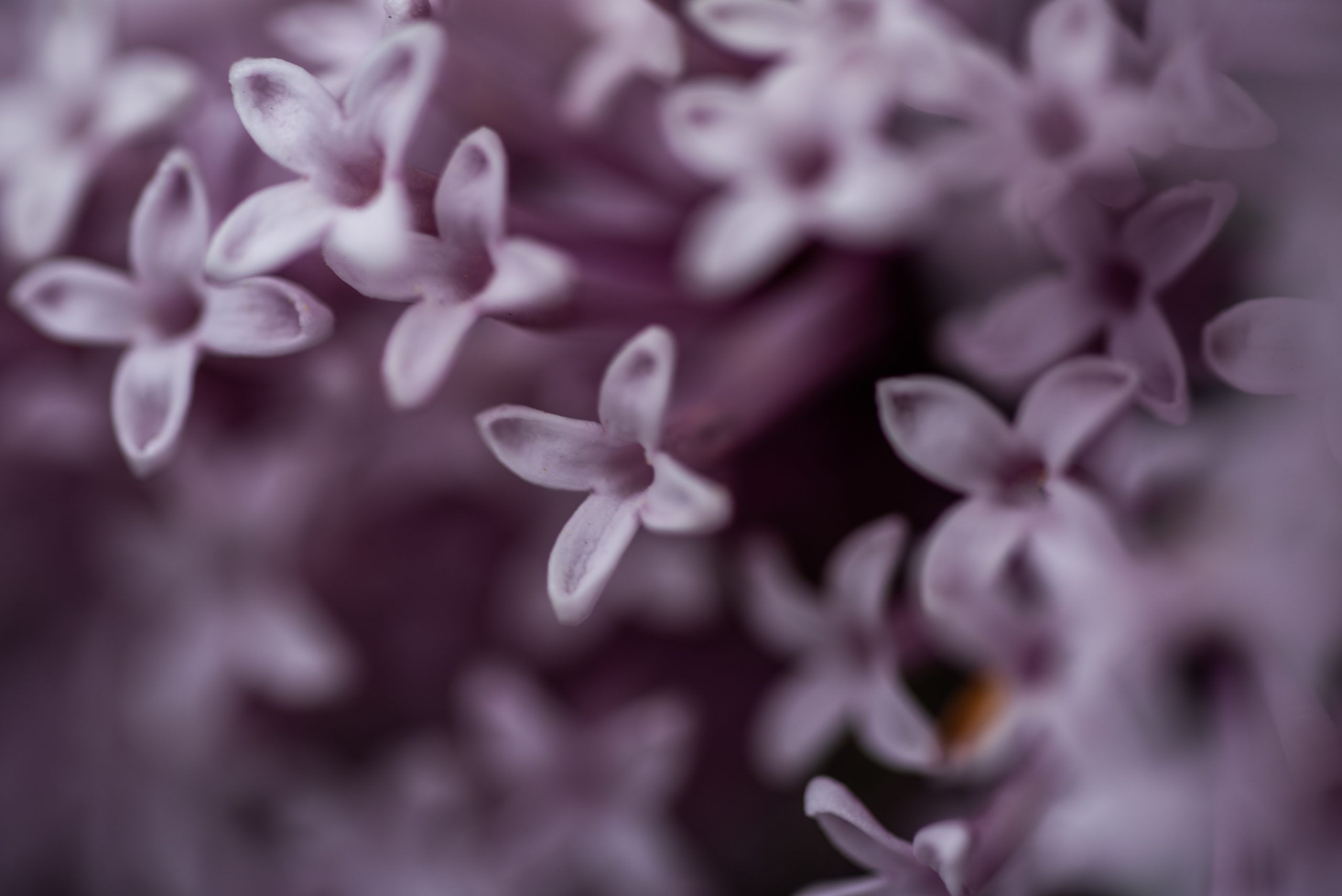 blumen_makro
