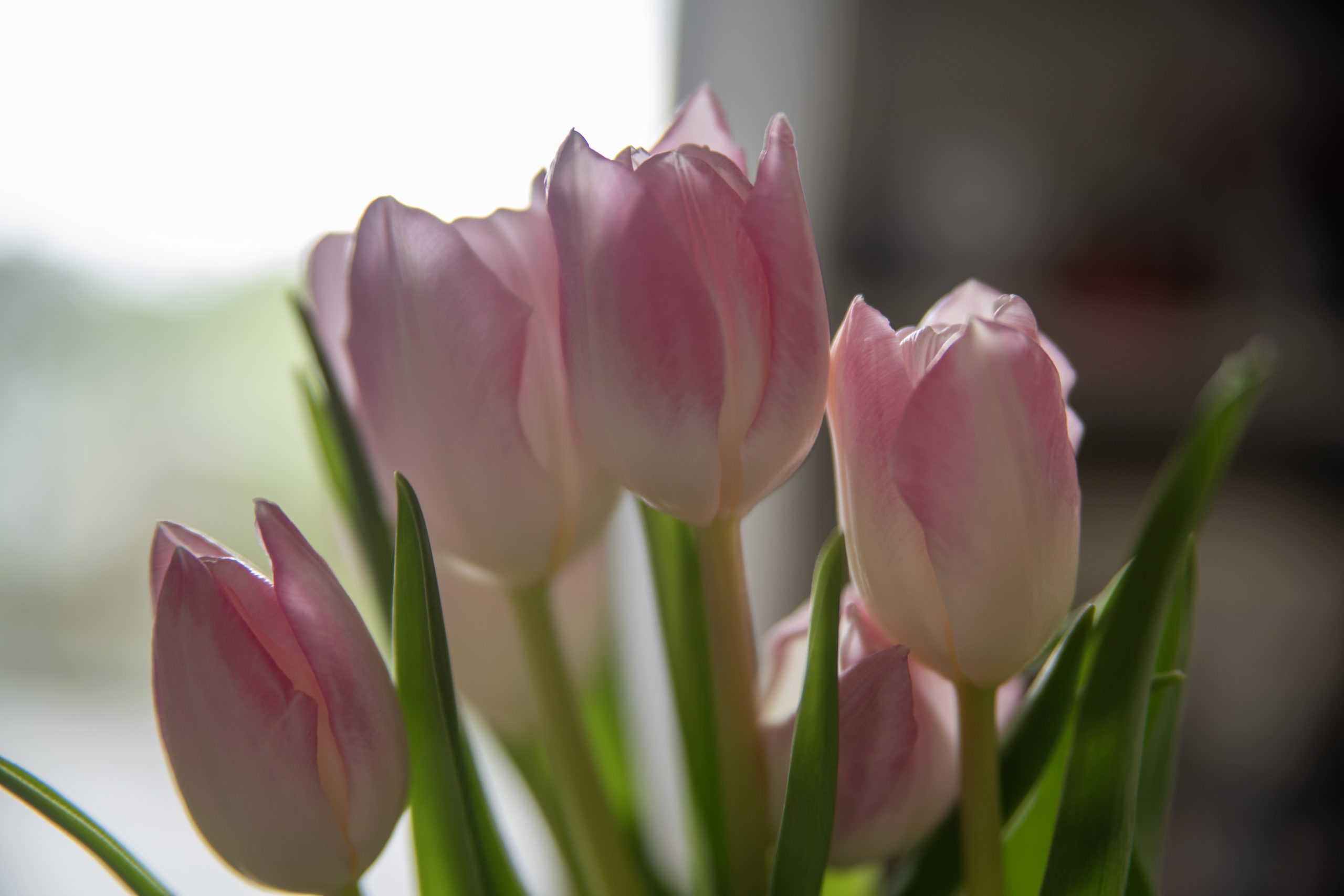 tulpen Kopie